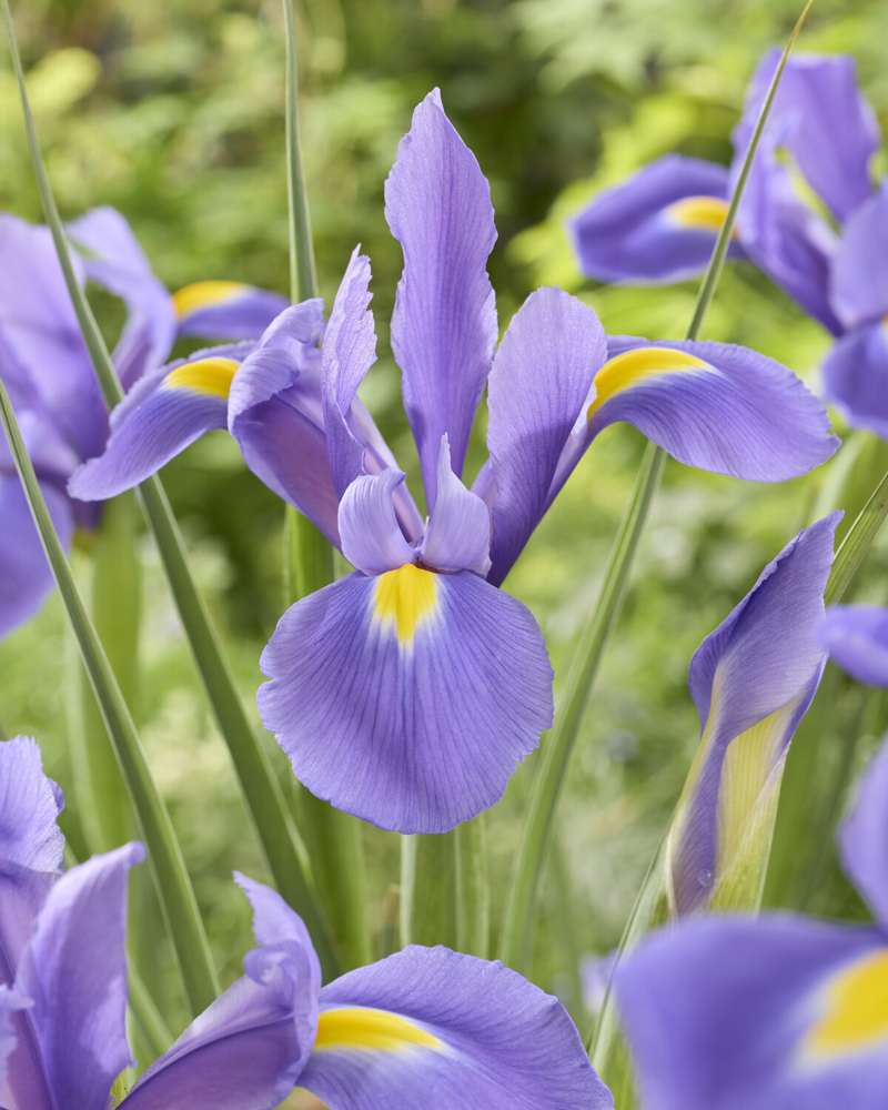 Iris Hollandica 'Valentine'